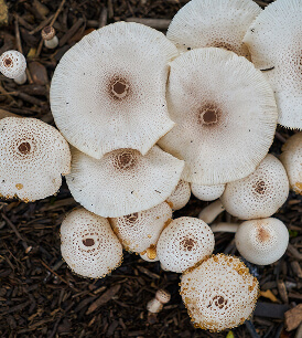 Historie - tiko historie